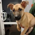 13258/224/25 Boksi  - data przyjęcia - 10.12.2025