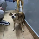 Pies do adopcji, Sosnowiec, 10 grudnia 2025