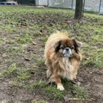 Pies do adopcji, Bydgoszcz, 10 grudnia 2025