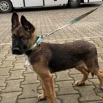 Znaleziono psa, Lublin, 10 grudnia 2025