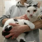 Znaleziono kota, Toruń, 7 grudnia 2025