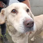 Znaleziono psa, Racławice, 9 grudnia 2025