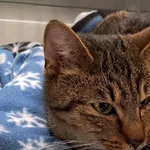 Znaleziono kota, Toruń, 10 grudnia 2025