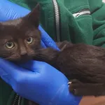 Znaleziono kota, Toruń, 3 grudnia 2025