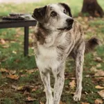 Pies do adopcji, Chełmek, 25 czerwca 2024