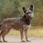 Pies do adopcji, Nowodwór, 11 grudnia 2025