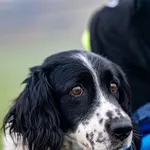 Znaleziono psa, Racławice, 7 grudnia 2025