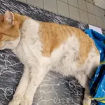 Znaleziono kota, Racławice, 9 grudnia 2025