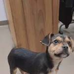 Znaleziono psa, Olsztyn, 11 grudnia 2025