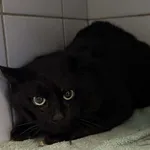 Znaleziono kota, Lublin, 10 grudnia 2025