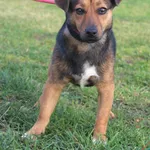 Pies do adopcji, Grudziądz, 12 listopada 2025