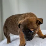 Pies do adopcji, Racławice, 12 grudnia 2025