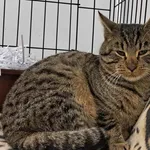 Znaleziono kota, Toruń, 7 grudnia 2025