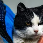 Znaleziono kota, Racławice, 10 grudnia 2025