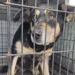 Znaleziono psa, Radom, 13 grudnia 2025