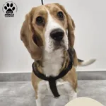 Znaleziono psa, Gdynia, 9 grudnia 2025