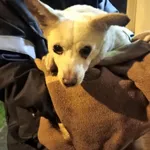 Znaleziono psa, Sosnowiec, 3 grudnia 2025