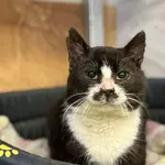 Znaleziono kota, Chojnice, 24 listopada 2025