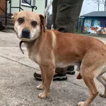 Znaleziono psa, Pieckowo, 9 grudnia 2025