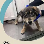 Znaleziono psa, Dąbrówka, 9 grudnia 2025