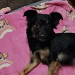 Zaginął pies, Łódź, 13 grudnia 2025