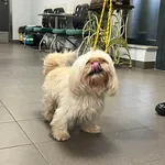 Znaleziono psa, Bydgoszcz, 12 grudnia 2025