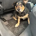 Znaleziono psa, Sosnowiec, 11 grudnia 2025