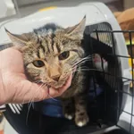 Znaleziono kota, Bydgoszcz, 9 grudnia 2025