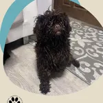 Znaleziono psa, Dąbrówka, 4 grudnia 2025