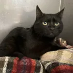 Znaleziono kota, Bydgoszcz, 7 grudnia 2025