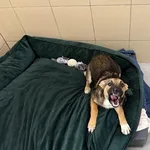 Pies do adopcji, Kraków, 29 listopada 2025