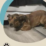 Znaleziono psa, Dąbrówka, 8 grudnia 2025