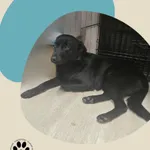 Znaleziono psa, Dąbrówka, 9 grudnia 2025