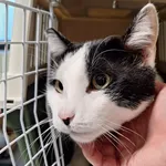 Znaleziono kota, Bydgoszcz, 11 grudnia 2025