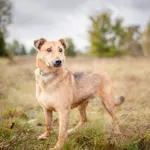 Oddam psa, Toruń, 14 grudnia 2025