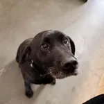 Pies do adopcji, Kraków, 29 listopada 2025