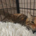 Znaleziono kota, Bydgoszcz, 3 grudnia 2025