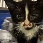 Znaleziono kota, Toruń, 12 grudnia 2025