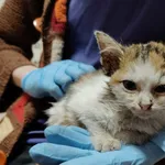 Kot do adopcji, Włocławek, 13 grudnia 2025