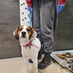 Znaleziono psa, Chełmek, 13 grudnia 2025