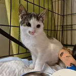 Znaleziono kota, Gdynia, 8 grudnia 2025