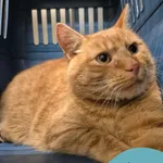 Znaleziono kota, Gdynia, 14 grudnia 2025