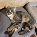 Kot do adopcji, Korabiewice, 14 grudnia 2025