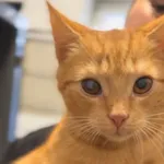 Kot do adopcji, Radom, 15 grudnia 2025