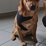 Znaleziono psa, Lublin, 14 grudnia 2025