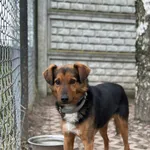 Pies do adopcji, Korabiewice, 14 grudnia 2025