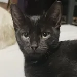 Kot do adopcji, Zgierz, 14 grudnia 2025