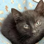 Kot do adopcji, Sosnowiec, 19 września 2025