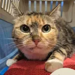 Znaleziono psa, Gdynia, 10 grudnia 2025