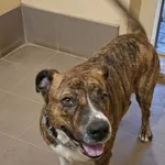 Znaleziono psa, Olsztyn, 13 grudnia 2025